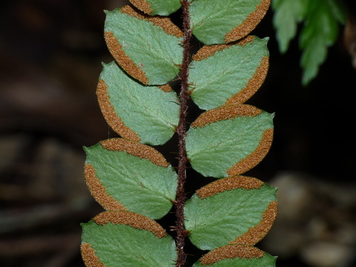 Pellaea rotundifolia