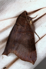 Bastilla hamatilis