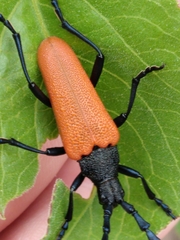 Desmocerus aureipennis