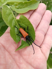 Desmocerus aureipennis