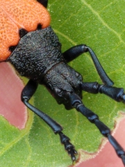 Desmocerus aureipennis