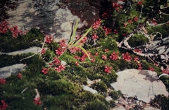 Drosera monticola
