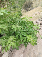 Desmocerus aureipennis