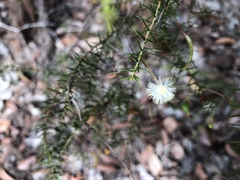 Acacia ulicifolia
