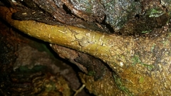 Nitor medioximus