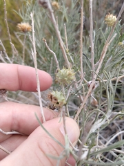 Rhopalomyia utahensis