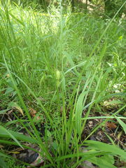 Carex lurida