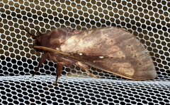 Oxycanus