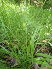 Carex lurida
