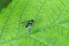 Condylostylus patibulatus