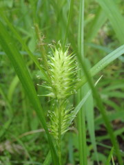Carex lurida