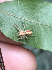 Cytaea alburna