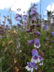 Penstemon campanulatus