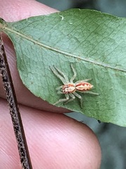 Cytaea alburna