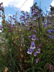 Penstemon campanulatus