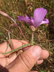 Clarkia gracilis sonomensis