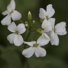 Cardamine angulata