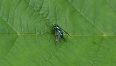 Condylostylus occidentalis