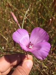 Clarkia gracilis sonomensis