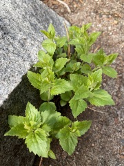Ageratina occidentalis