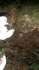 Austrochloritis iluka