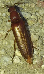Octinodes