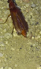 Octinodes