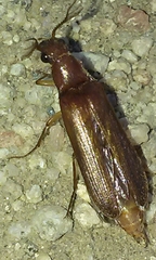 Octinodes