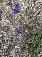 Delphinium bicolor