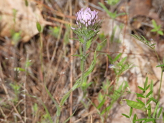 Castilleja exserta