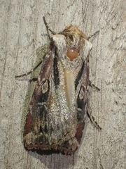 Agrotis vancouverensis