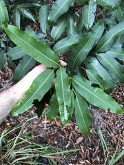 Flindersia bennettii