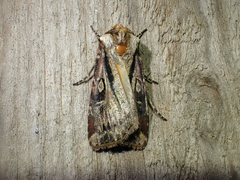 Agrotis vancouverensis