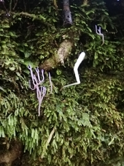 Ramariopsis pulchella