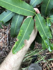 Flindersia bennettii