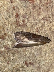 Euzophera ostricolorella