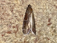 Euzophera ostricolorella