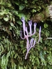 Ramariopsis pulchella