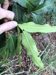 Flindersia bennettii