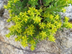 Sedum japonicum