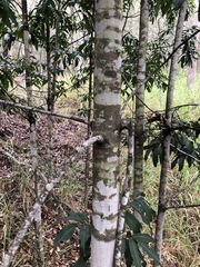 Flindersia bennettii