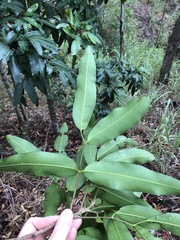 Flindersia bennettii
