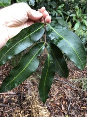 Flindersia bennettii