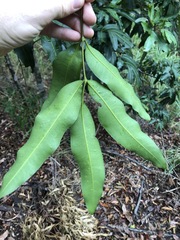 Flindersia bennettii
