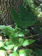 Angelica californica