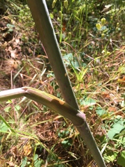 Angelica californica