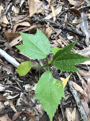 Hibiscus heterophyllus