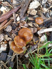 Psilocybe subaeruginosa