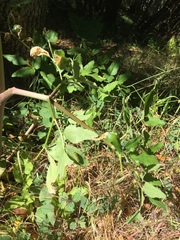 Angelica californica