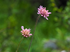 Knautia collina